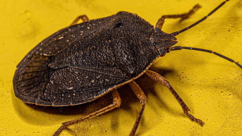 Kahverengi kokarcadan bu yöntemle kurtulun! Önlem almayanlar yandı - Resim: 1