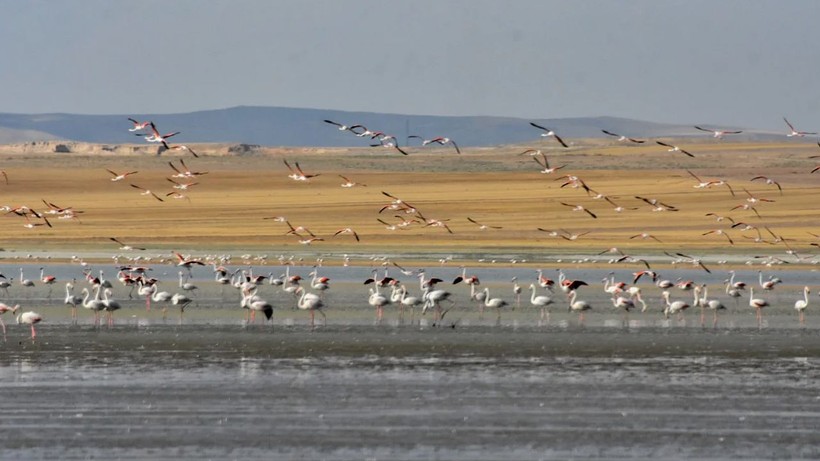 Konya'da flamingo cenneti olan göl kurudu - Resim: 1