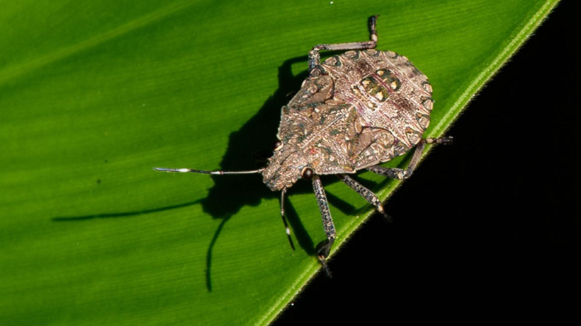 Kahverengi kokarcadan bu yöntemle kurtulun! Önlem almayanlar yandı - Resim: 2