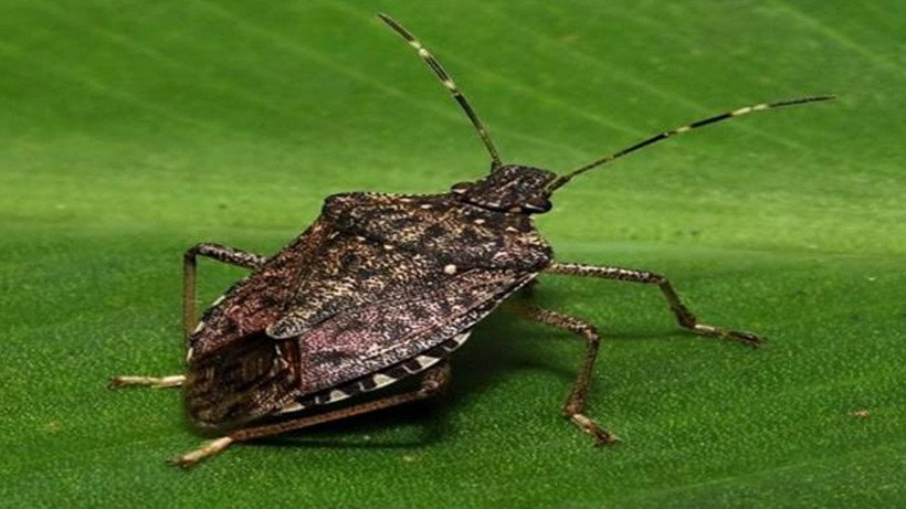 Kahverengi kokarcadan bu yöntemle kurtulun! Önlem almayanlar yandı - Resim: 3