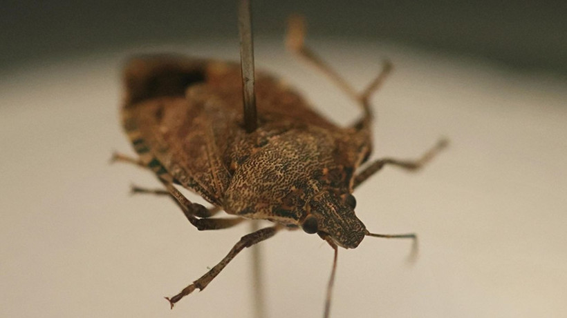 Kahverengi kokarcadan bu yöntemle kurtulun! Önlem almayanlar yandı - Resim: 4