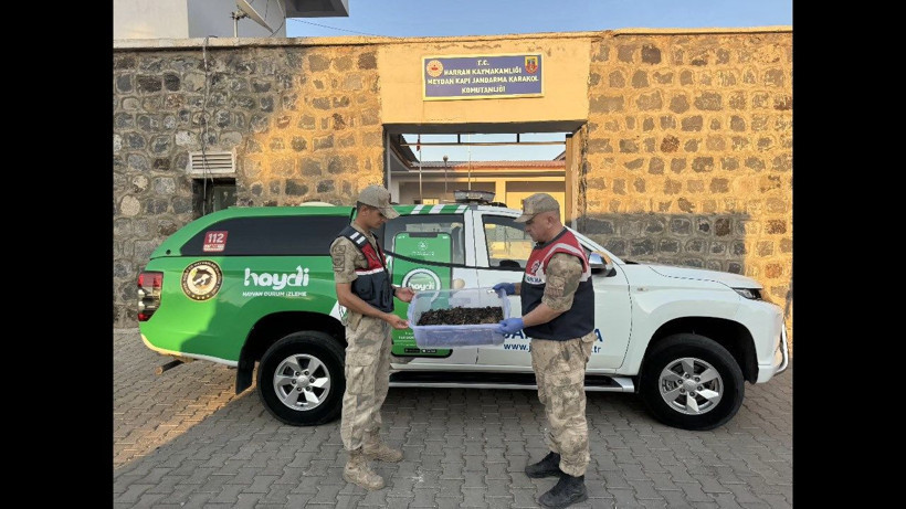 Şanlıurfa'da 270 akrep ele geçirildi - Resim: 1