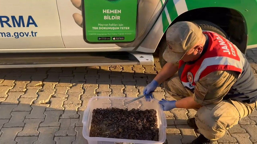 Şanlıurfa'da 270 akrep ele geçirildi - Resim: 2