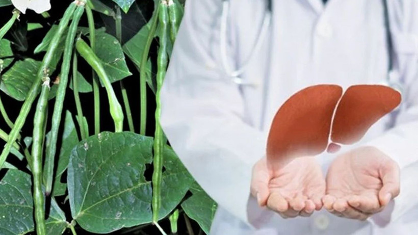 Sadece 1 ayda yeniden doğmuş gibi yapıyor! Karaciğer yağlanmasına karşı 2 etkili silah - Resim: 1