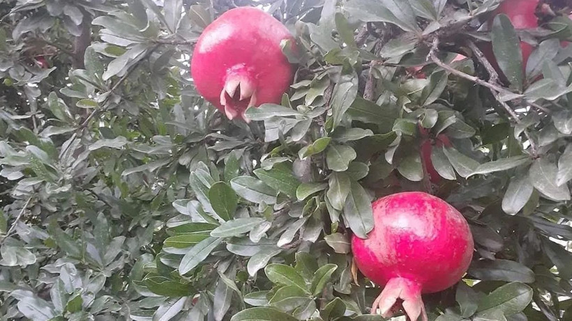 Günde 1 tane yiyen hastane yolunu unutuyor! Ölümden başka her derde deva - Resim: 1