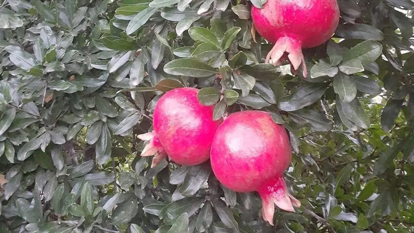 Günde 1 tane yiyen hastane yolunu unutuyor! Ölümden başka her derde deva - Resim: 2