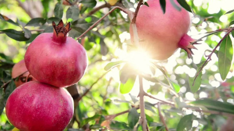 Günde 1 tane yiyen hastane yolunu unutuyor! Ölümden başka her derde deva - Resim: 3