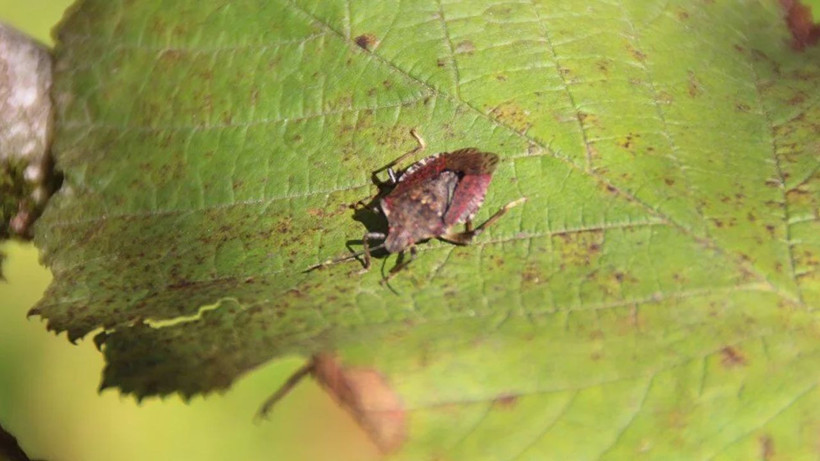 Kokarca böceğinden bu yöntemle kurtulun! Gürcistan’dan geldi günde 30 kilometre gidiyor - Resim: 1