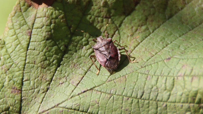 Kokarca böceğinden bu yöntemle kurtulun! Gürcistan’dan geldi günde 30 kilometre gidiyor - Resim: 2