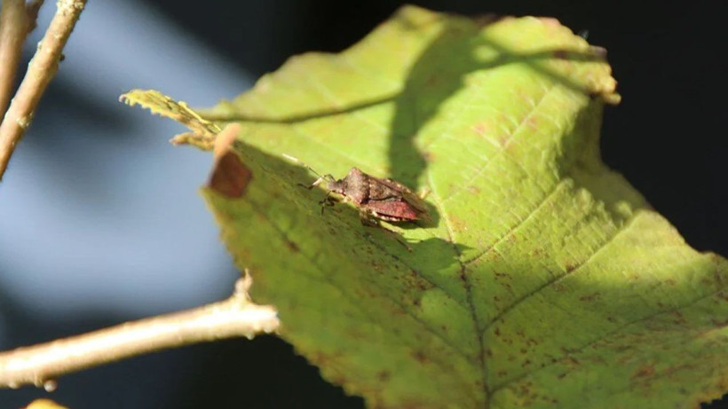 Kokarca böceğinden bu yöntemle kurtulun! Gürcistan’dan geldi günde 30 kilometre gidiyor - Resim: 3