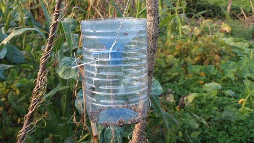 Kokarca böceğinden bu yöntemle kurtulun! Gürcistan’dan geldi günde 30 kilometre gidiyor - Resim: 4