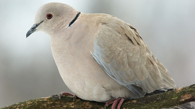 Camınıza kuş konduysa bakın ne oluyormuş! Herkes anlamını merak ediyordu - Resim: 1