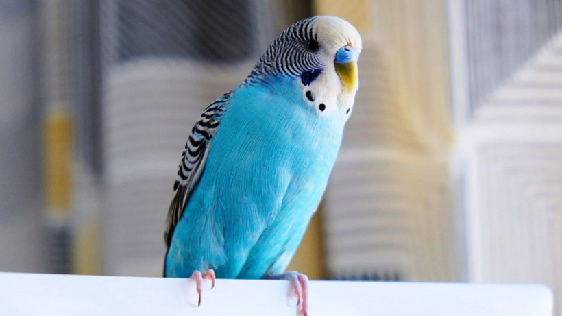 Camınıza kuş konduysa bakın ne oluyormuş! Herkes anlamını merak ediyordu - Resim: 2