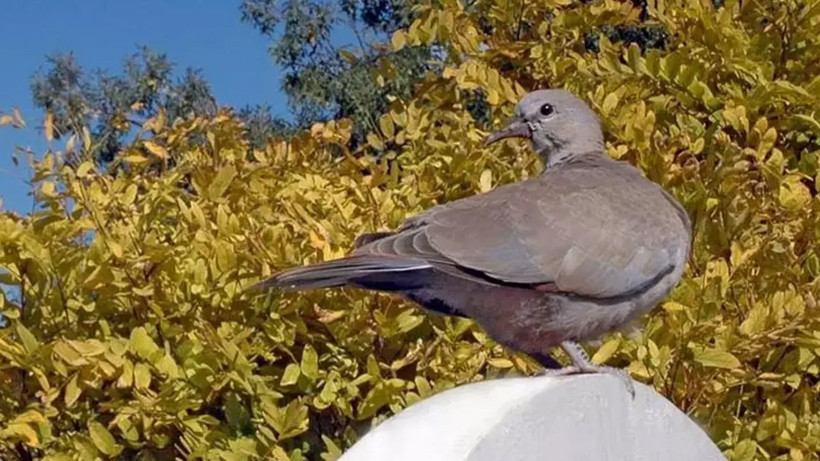 Camınıza kuş konduysa bakın ne oluyormuş! Herkes anlamını merak ediyordu - Resim: 3