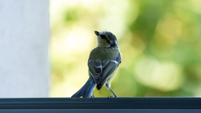 Camınıza kuş konduysa bakın ne oluyormuş! Herkes anlamını merak ediyordu - Resim: 4