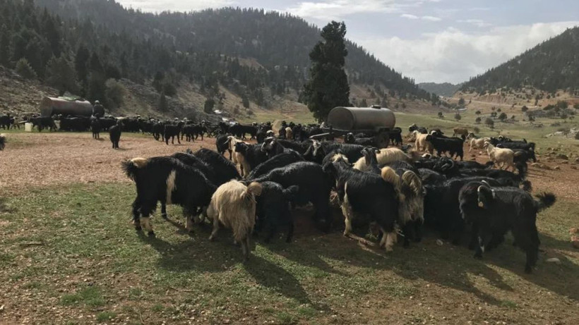 Antalyalı yörükler yayladan dönüşe geçti - Resim: 4
