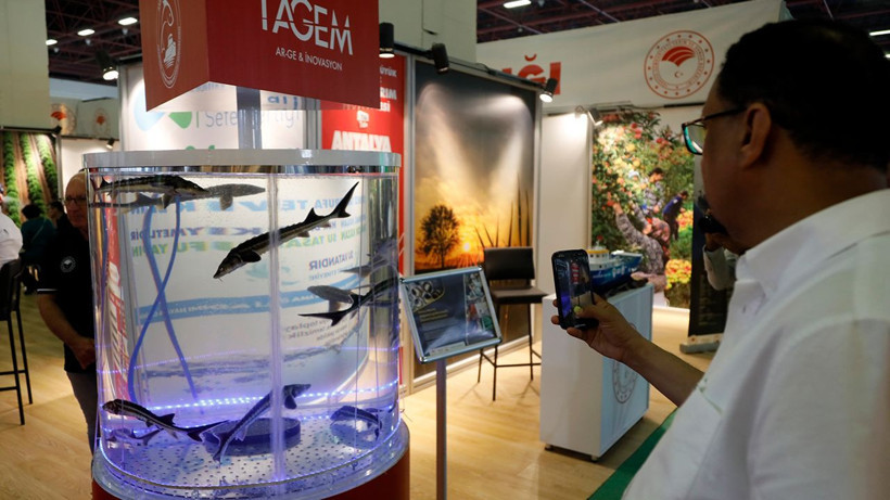 Akdeniz'de yetiştirilip, Karadeniz'e bırakılan 20 bin mersin balığı çiple izleniyor - Resim: 2