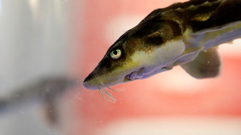 Akdeniz'de yetiştirilip, Karadeniz'e bırakılan 20 bin mersin balığı çiple izleniyor - Resim: 3