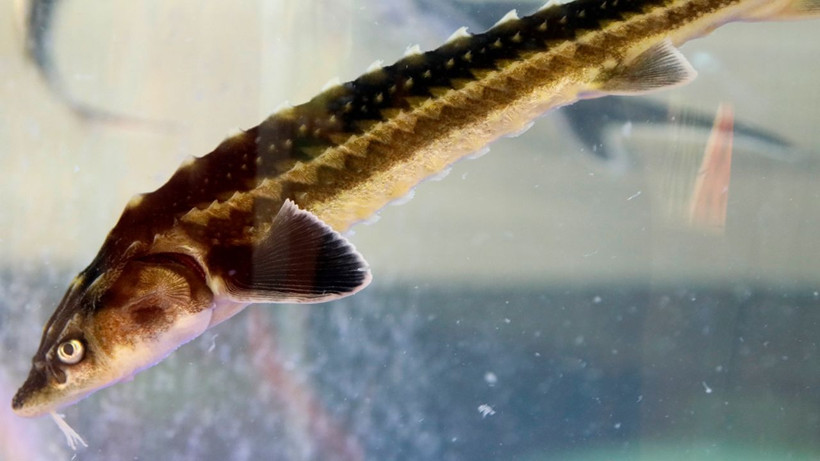 Akdeniz'de yetiştirilip, Karadeniz'e bırakılan 20 bin mersin balığı çiple izleniyor - Resim: 4