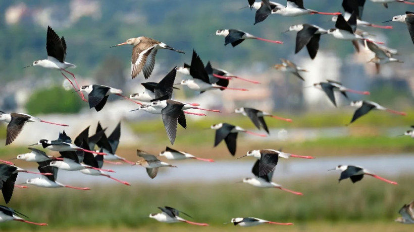 Türkiye'de 497 tür kuş bulunuyor - Resim: 1