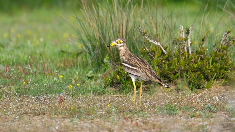 Türkiye'de 497 tür kuş bulunuyor - Resim: 2