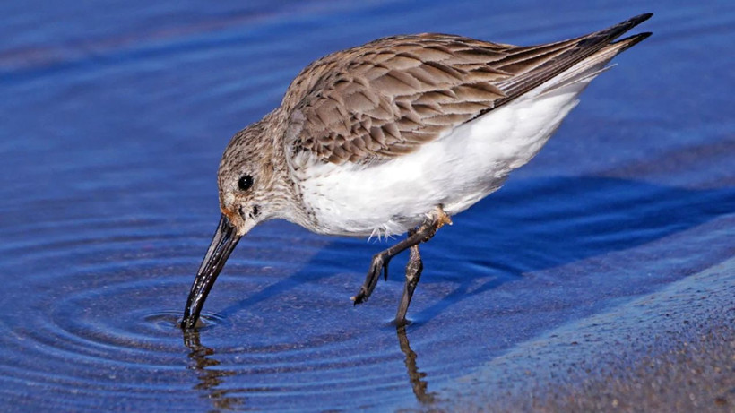 Türkiye'de 497 tür kuş bulunuyor - Resim: 3