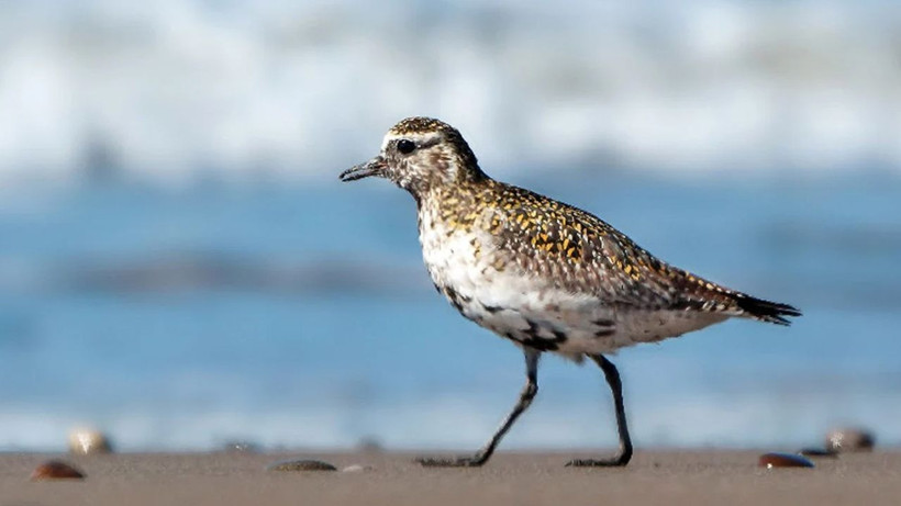 Türkiye'de 497 tür kuş bulunuyor - Resim: 4
