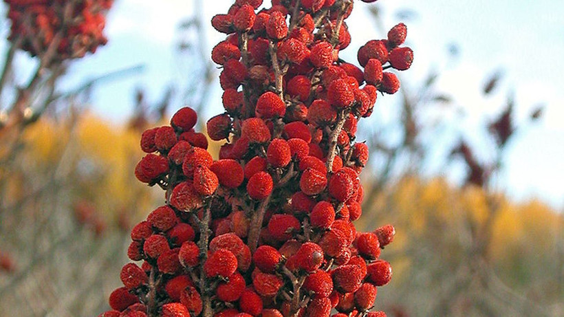 1 kaşığı ağrıyı bıçak gibi kesiyor! İbn-i Sina’nın asırlık reçetesi - Resim: 3