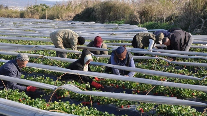 12 bin dönüm arazide hasadı başladı: Kilosu 110 liradan satılıyor - Resim: 1