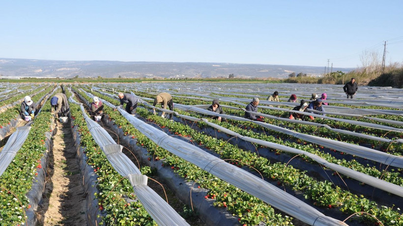 12 bin dönüm arazide hasadı başladı: Kilosu 110 liradan satılıyor - Resim: 2