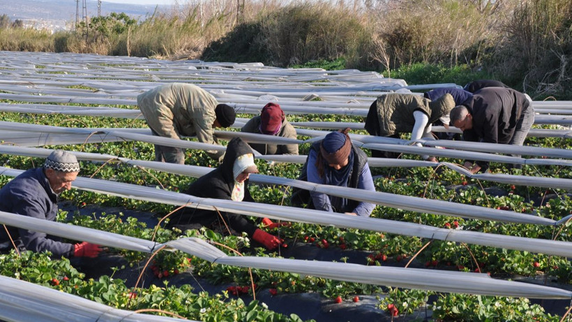 12 bin dönüm arazide hasadı başladı: Kilosu 110 liradan satılıyor - Resim: 3