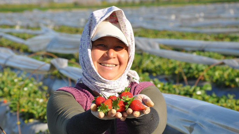 12 bin dönüm arazide hasadı başladı: Kilosu 110 liradan satılıyor - Resim: 4