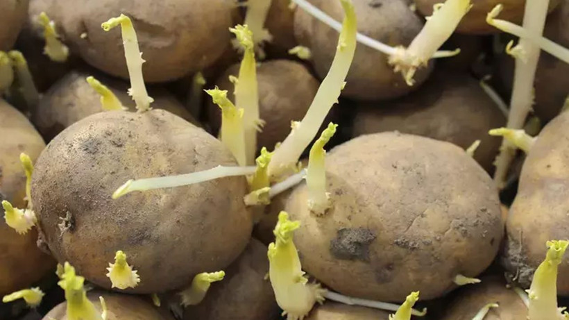 Patates filizlenmesini bu yöntemle önleyin, aylarca taş gibi kalıyormuş - Resim: 1