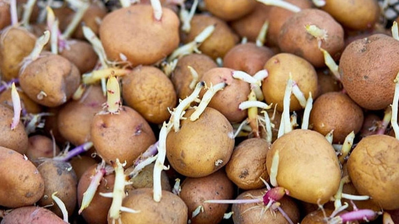 Patates filizlenmesini bu yöntemle önleyin, aylarca taş gibi kalıyormuş - Resim: 2