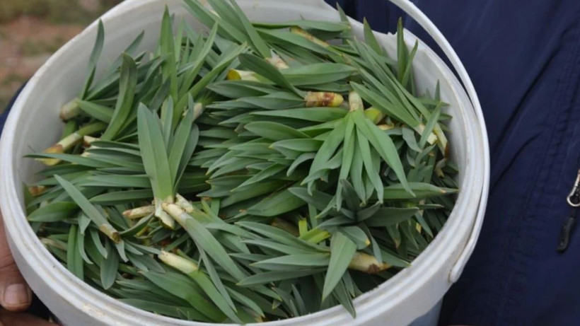 Doğu Anadolu'nun dağlarında çiriş otu bereketi - Resim: 1