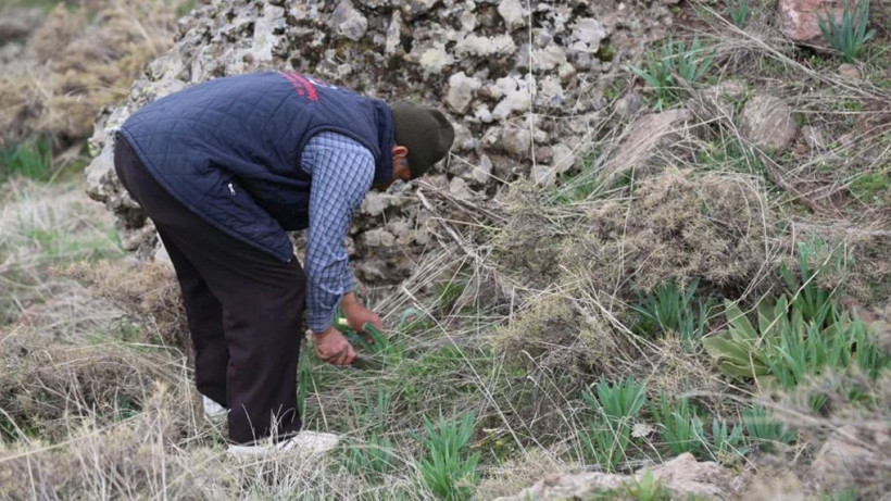Doğu Anadolu'nun dağlarında çiriş otu bereketi - Resim: 2