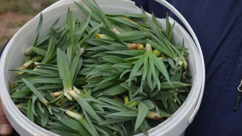 Doğu Anadolu'nun dağlarında çiriş otu bereketi - Resim: 3