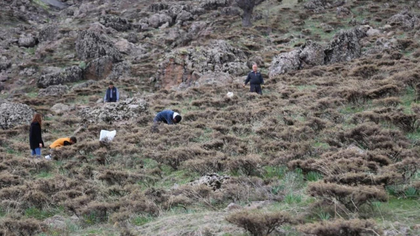 Doğu Anadolu'nun dağlarında çiriş otu bereketi - Resim: 4