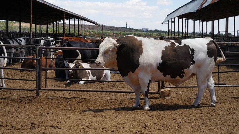 1 ton 600 kiloluk dana, Türkiye rekoruna aday - Resim: 3