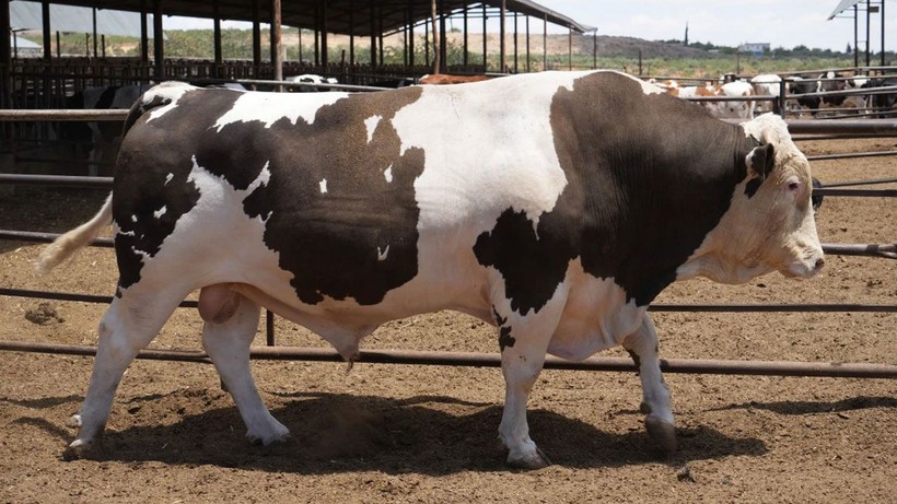 1 ton 600 kiloluk dana, Türkiye rekoruna aday - Resim: 4