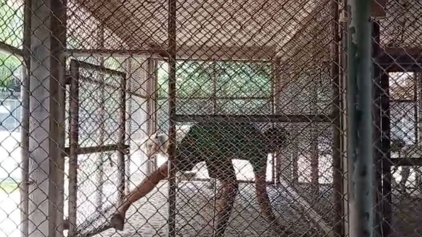 Tayland'da turist çekmek için hayatlarını tehlikeye atıyorlar - Resim: 4