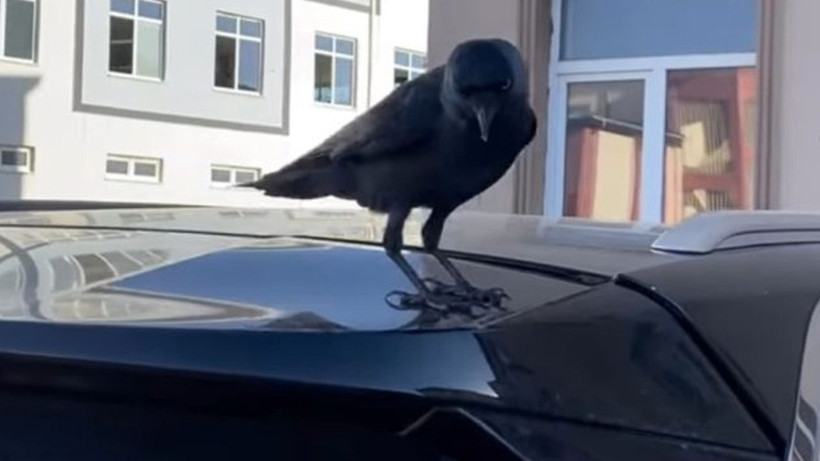 Pencereye konduysa bakın ne oluyormuş! Kumruyu biliyorduk ama bunu ilk kez duyacaksınız - Resim: 3