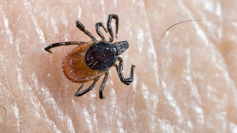 Keneler bu evlere daha çok geliyor! Bunları sakın ihmal etmeyin - Resim: 1