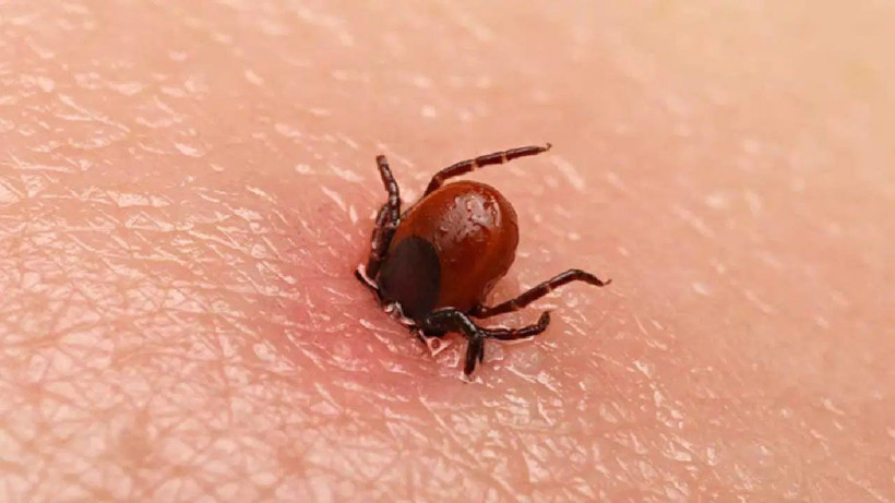 Keneler bu evlere daha çok geliyor! Bunları sakın ihmal etmeyin - Resim: 2