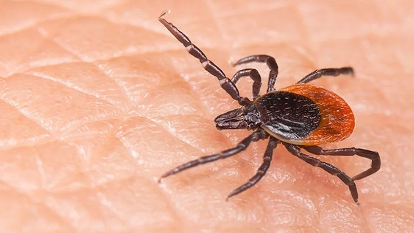 Keneler bu evlere daha çok geliyor! Bunları sakın ihmal etmeyin - Resim: 3