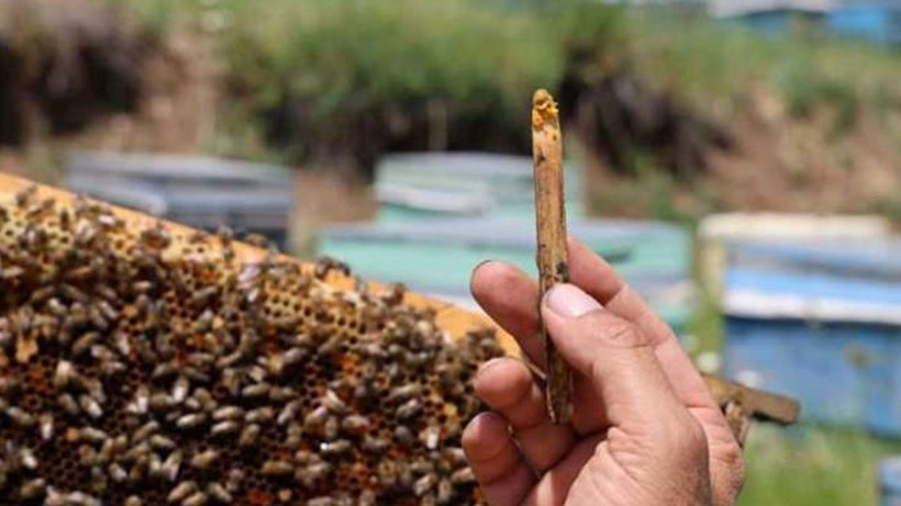 Kilosu şu anda 3 bin TL’den satılıyor; Tam bir şifa deposu - Resim: 4