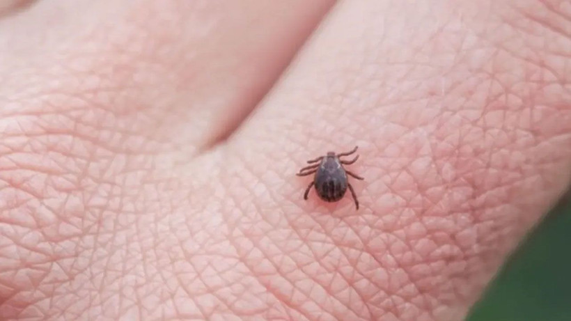 Keneler artık sizin yanınıza yaklaşamayacak! Mutlaka yanınızda bulundurun - Resim: 2
