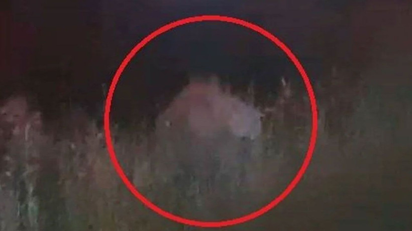 Manavgat'ta firari aslan alarmı: Bir kişiyi ağır yaraladı - Resim: 4