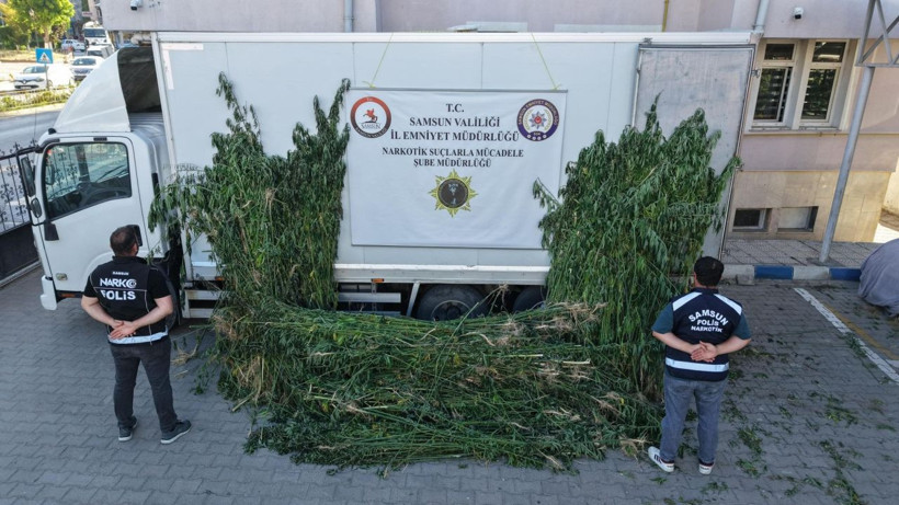 Samsun’da ayçiçeği tarlasında kenevir operasyonu - Resim: 1