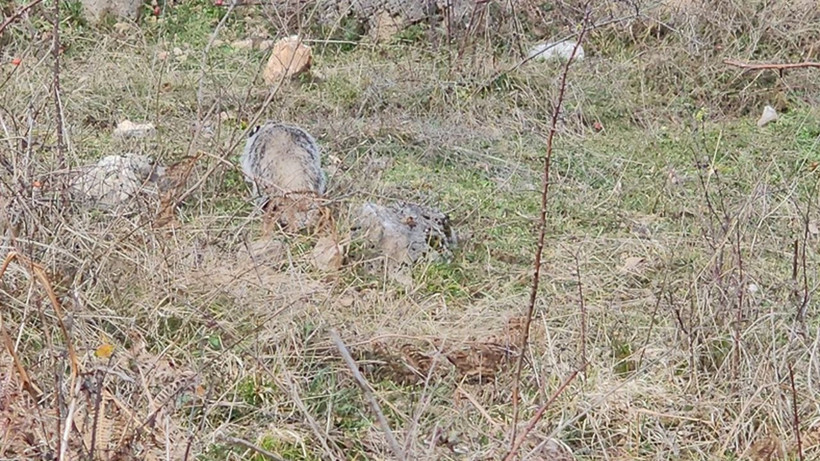 Dünyanın en delikanlı hayvanı Türkiye'de! Hiç kimseye eyvallahı yok - Resim: 1